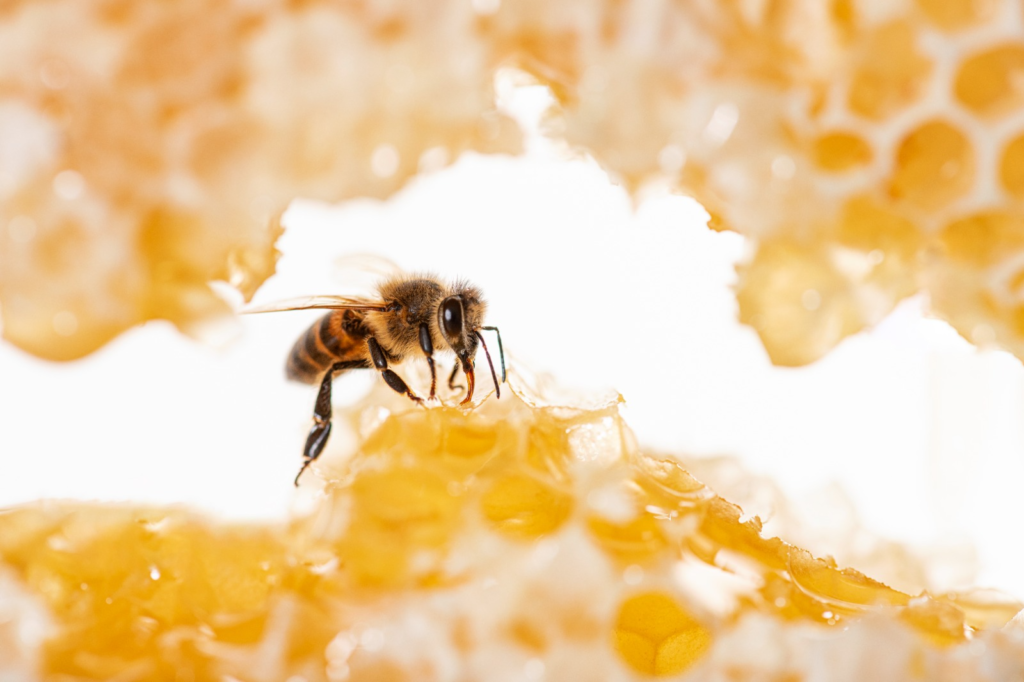 蜜蜂，echoasia，蜂巢，可持續，可持續發展