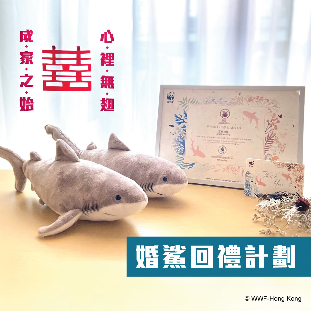 婚鯊回禮計劃 ，世界自然(香港)基金會，WWF，回禮，echoasia